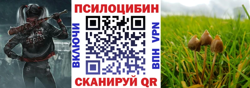 Купить где Циолковский Псилоцибиновые грибы мицелий